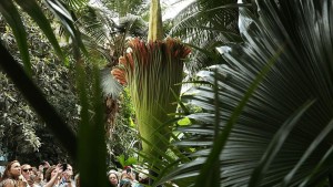 WASHINGTON, DC - AUGUST 03:  Visitors take pictures of the Titan Arum, also known as the corpse flower, in full bloom at the U.S. Botanic Garden August 3, 2016 in Washington, DC. The plant is a native of Sumatra, Indonesia, and has the largest unbranched inflorescence in the world. It emits a stinky smell during its full bloom and last for 24-48 hours before it collapses.  (Photo by Alex Wong/Getty Images)